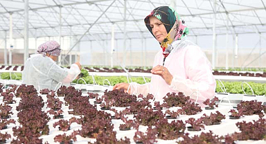 Samsun Bafra Sera OSB'de ilk fideler toprakla buluştu