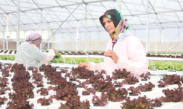 Samsun Bafra Sera OSB'de ilk fideler toprakla buluştu