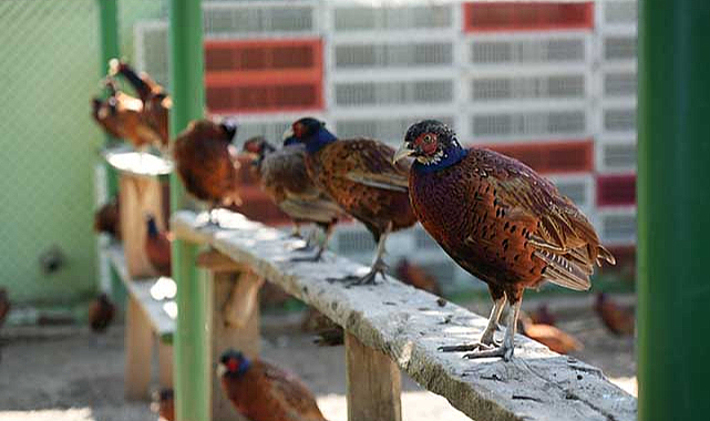 Samsun’da 21 yılda 270 bin sülün doğaya kavuştu