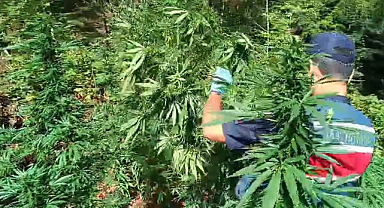 Samsun'da 7 kilo esrarla yakalandı