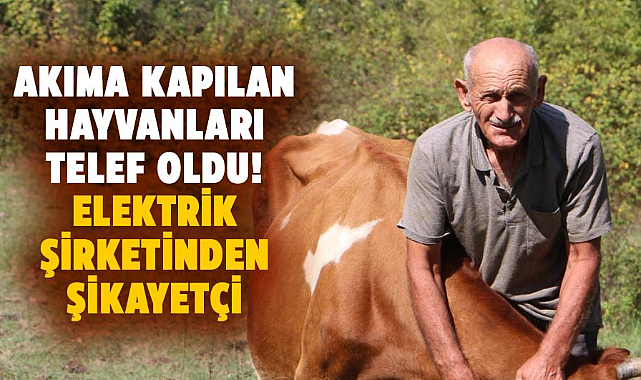 Samsun'da akıma kapılan hayvanları yüzünden elektrik şirketinden şikayetçi