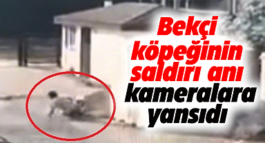Samsun'da bekçi köpeğinin saldırı anı kameralara yansıdı