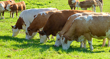 Samsun'da elektrik direğinin devrilmesi sonucu 2 büyükbaş hayvan telef oldu