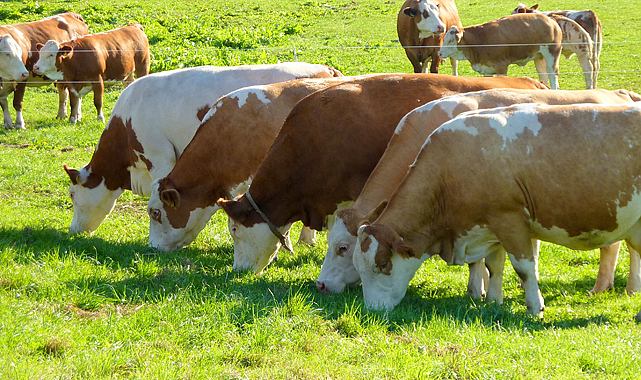 Samsun'da elektrik direğinin devrilmesi sonucu 2 büyükbaş hayvan telef oldu