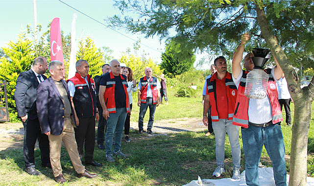Samsun'da fındık bahçeleri kahverengi kokarcaya karşı ilaçlandı