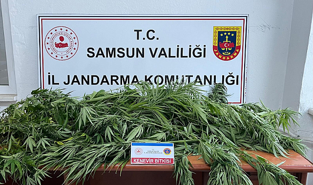 Samsun'da fındık bahçesine kenevir eken kişi yakalandı