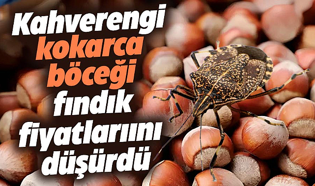 Samsun'da fındık üreticileri zararda