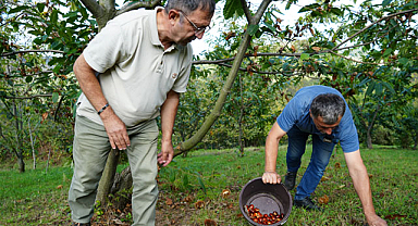 Samsun'da gal arısına dayanıklı kestanenin hasadı başladı