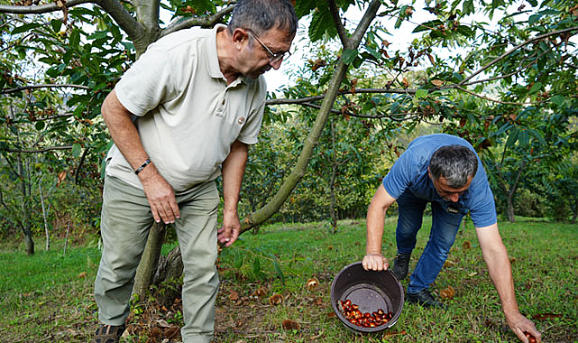 Samsun'da gal arısına dayanıklı kestanenin hasadı başladı