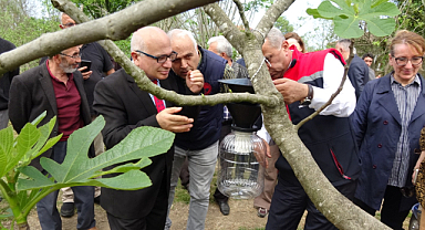 Samsun’da kahverengi kokarcaya hunili tuzak