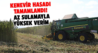 Samsun'da kenevir hasadı tamamlandı! Az sulamayla yüksek verim