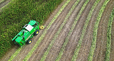 Samsun'da kenevirde hasat başladı