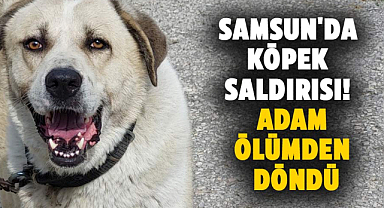 Samsun'da köpek saldırısı! Adam ölümden döndü