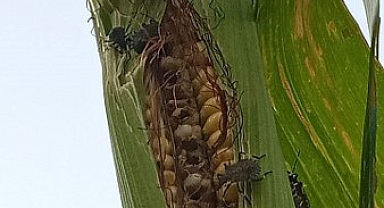 Samsun'da mısır tarlalarında kahverengi kokarca istilası