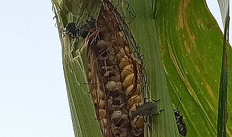 Samsun'da mısır tarlalarında kahverengi kokarca istilası