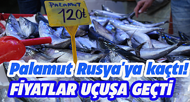 Samsun'da palamudun fiyatı arttı