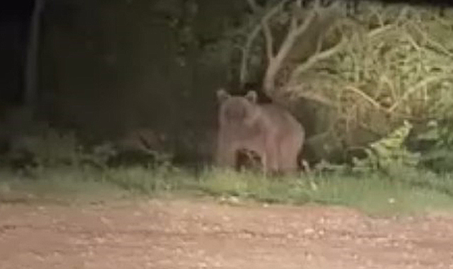 Samsun'da şehir yakınında görülen ayı şaşkınlık yarattı