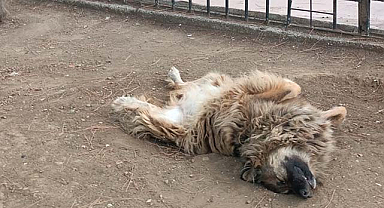 Samsun'da sırt üstü yatan köpek ilgi odağı oldu