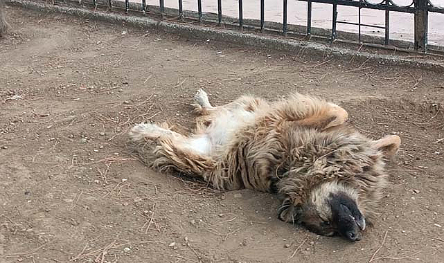 Samsun'da sırt üstü yatan köpek ilgi odağı oldu