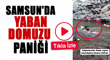 Samsun'da yaban domuzu paniği
