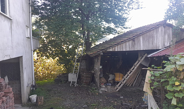 Samsun'da yaşlı adam ağaçtan düştü