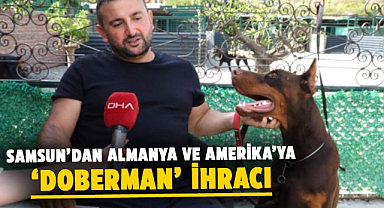 Samsun’dan Almanya ve Amerika’ya ‘doberman’ ihracı