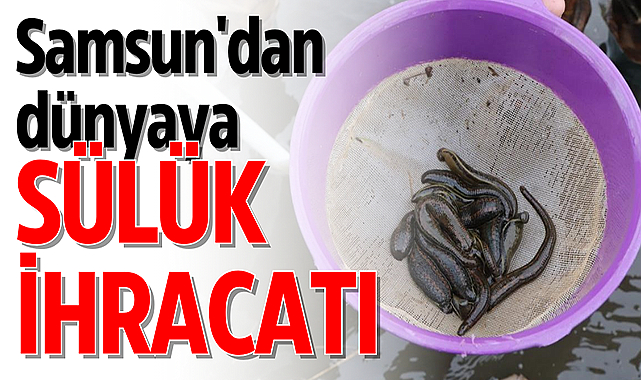 Samsun'dan dünyaya sülük ihracatı patladı!