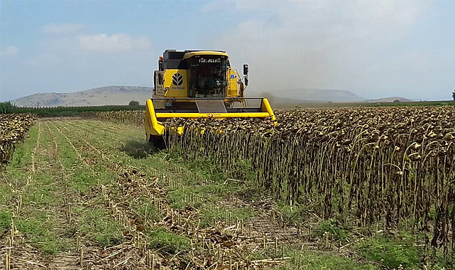 Samsun Havza'da ayçiçeği, hasadı tamamlanıyor