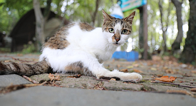 Samsun Kedi Kasabası Türkiye'ye örnek oluyor