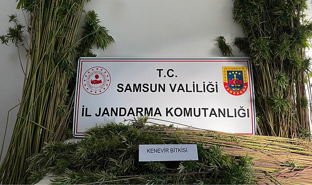 Samsun'un Vezirköprü ilçesinde uyuşturucu operasyonu