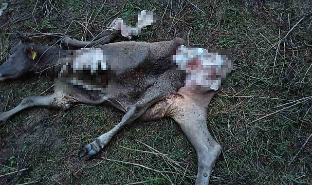 Samsun'da çakallar hayvanları telef etti