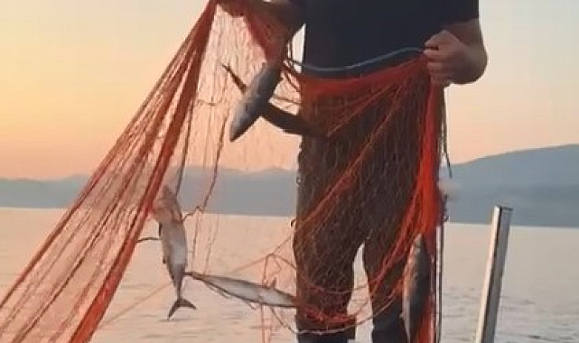 Sinoplu balıkçıların yüzü palamut ile güldü