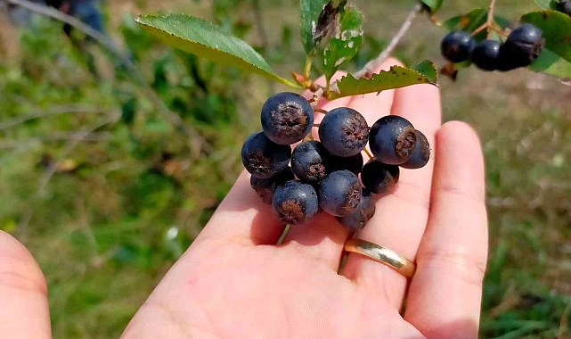 Süper meyve aronya hasadı: Faydası saymakla bitmiyor