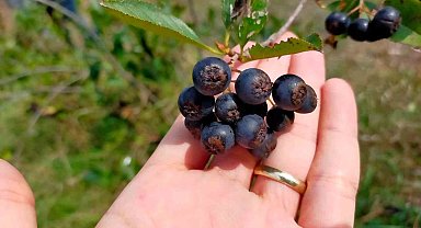 Süper meyve aronya hasadı: Faydası saymakla bitmiyor