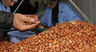 Tarım Kredi Kooperatifi fındık alım fiyatını arttırdı
