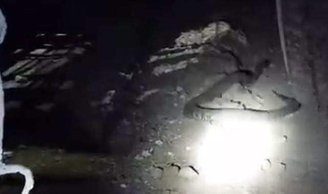 Tek ısırığı insanı öldürebilecek kadar zehirli engerek yılanı korkuttu