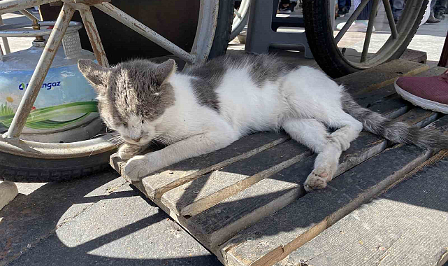 Terk edildiği düşünülen kediye sıcak bir yuva aranıyor