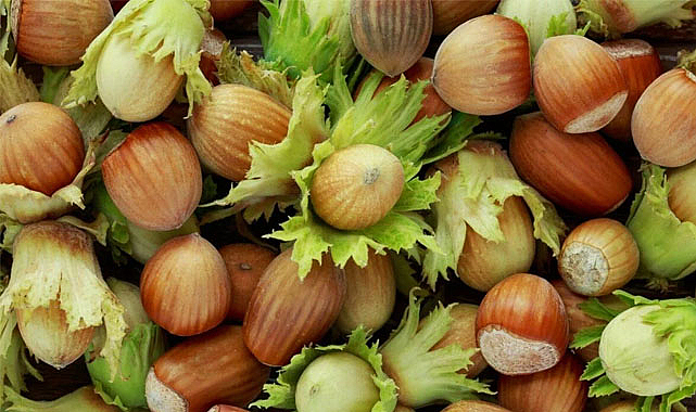 Ticaret Borsalarında işlem gören fındık miktarı 403 bin tonu aştı