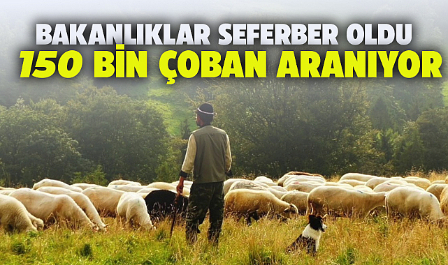Türkiye'de 150 bin çoban aranıyor