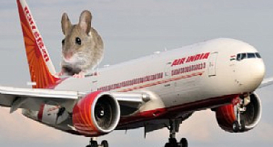 Uçakta yemeğinden fare çıktı! Acil iniş yaptıldı