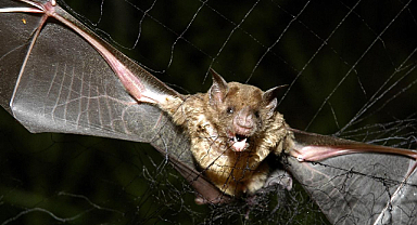 Yarasalar azaldı, bebek ölümleri arttı!