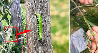 Zeytin fidan tırtılı uyarısı!