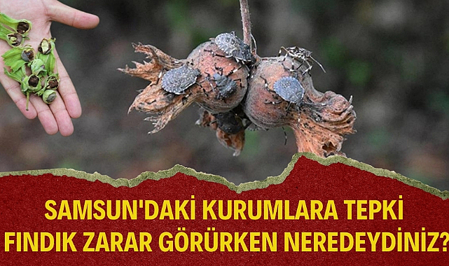 Ziraat Odası'ndan Samsun'daki kurumlara tepki : 'Fındık zarar görürken neredeydiniz?'