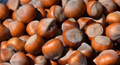 25 Ekim fındık fiyatları ne kadar?