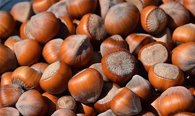 25 Ekim fındık fiyatları ne kadar?