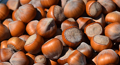 3 Ekim fındık fiyatları ne kadar?