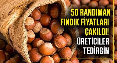 50 randıman fındık fiyatları düşüşte! Üreticiler tedirgin