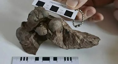 80 milyon yıl sonra: En küçük dinozor yumurtası keşfi!