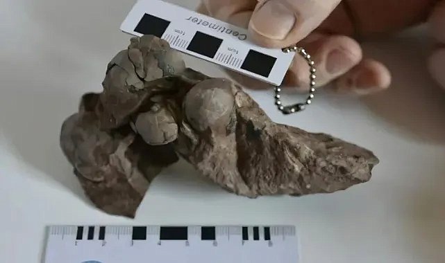 80 milyon yıl sonra: En küçük dinozor yumurtası keşfi!