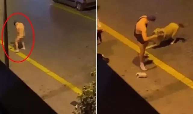 Antalya'da bir sokak köpeğine yönelik taciz girişimi